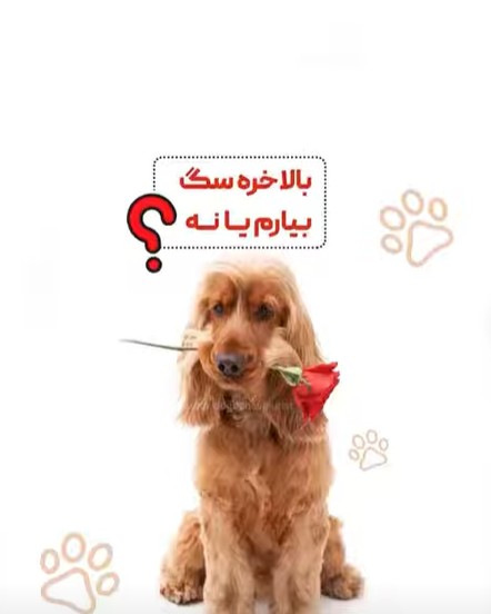 رفتارشناسی سگ